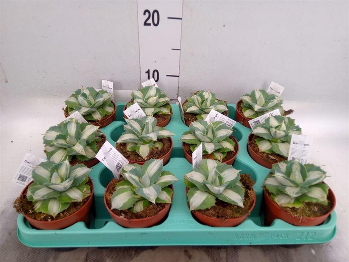 <h4>Agave   ...</h4>