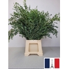 EUC PARVIFOLIA PB SUPER