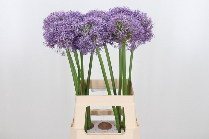 <h4>Allium Globemaster</h4>
