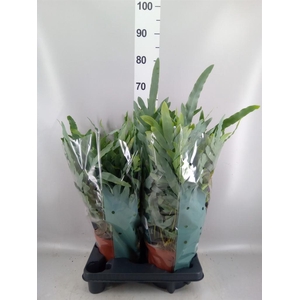 Phlebodium aureum 'Blue Star'