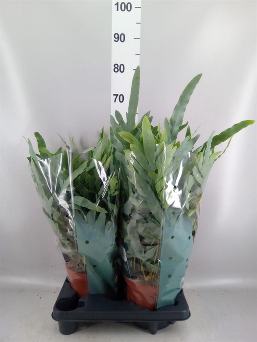 <h4>Phlebodium aureum 'Blue Star'</h4>