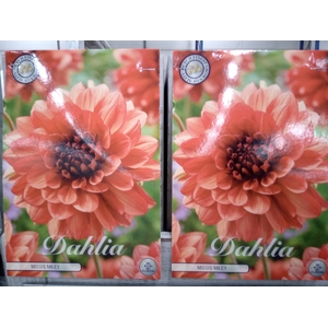 Dahlia   ...flowerbulbs