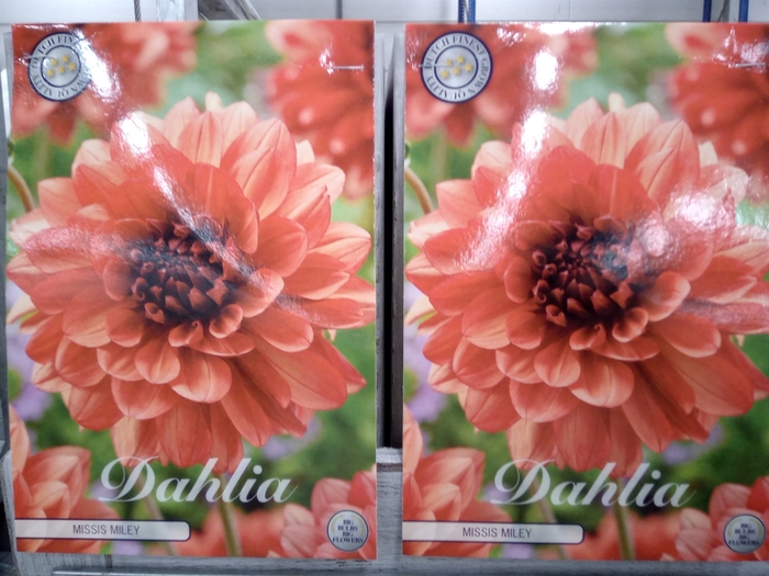 <h4>Dahlia   ...flowerbulbs</h4>