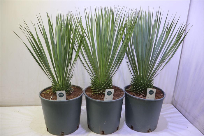 <h4>arr8 Yuc Rostrata</h4>