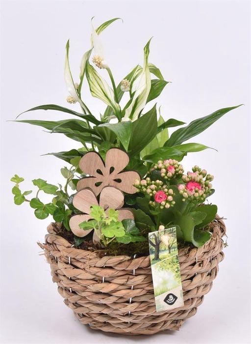 <h4>Mais mand 18cm</h4>