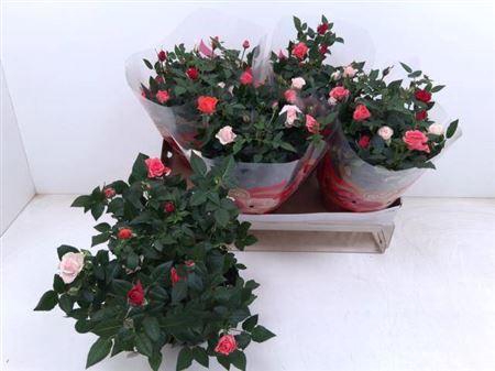 ** Ro Fav Festiv Gem Ip Schaal ** Promo