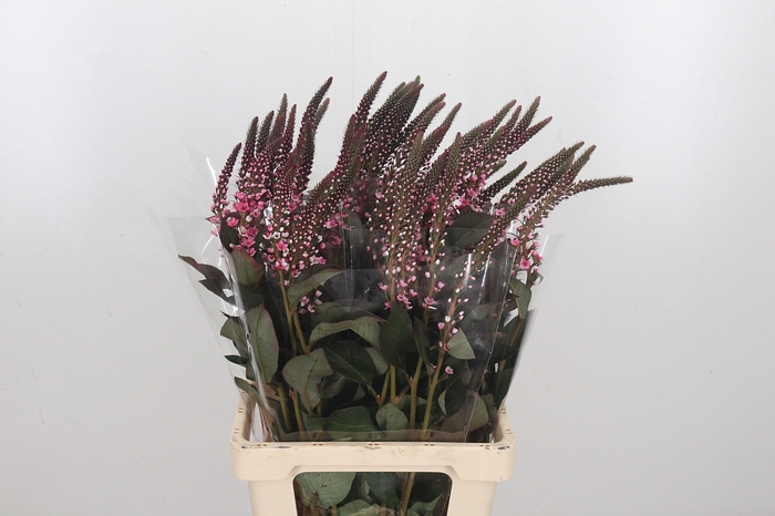 <h4>Lysimachia Kl Bh Roze</h4>