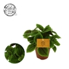 Pilea Moon valley, 12cm
