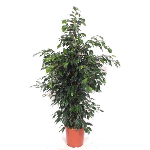 <h4>Ficus Danielle</h4>