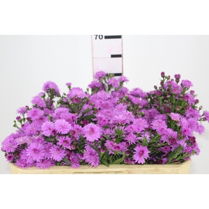 ASTER MARIANA 070 CM PINK
