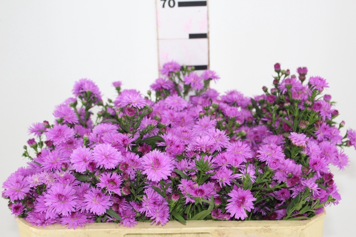 <h4>ASTER MARIANA 070 CM PINK</h4>
