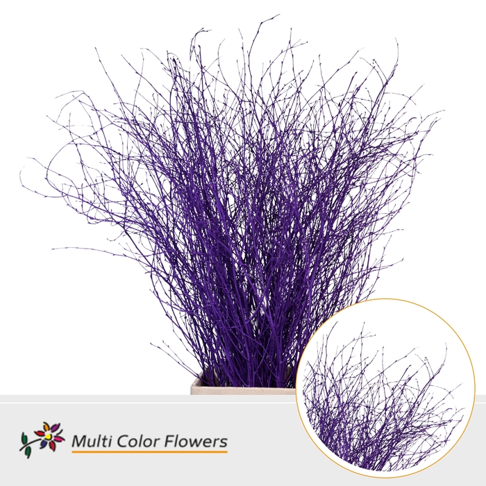 <h4>Berk Lila donker</h4>