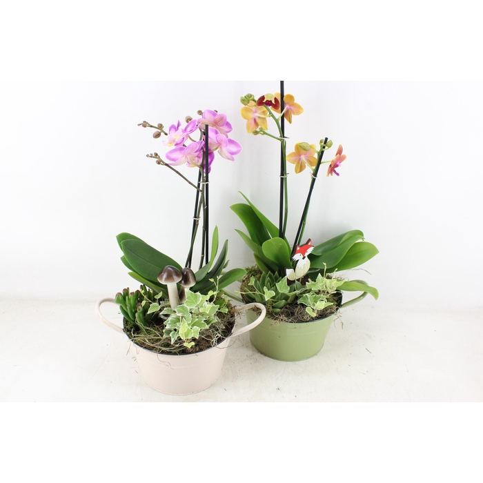 <h4>Arr2 Js - Zink Rond Phal X3</h4>