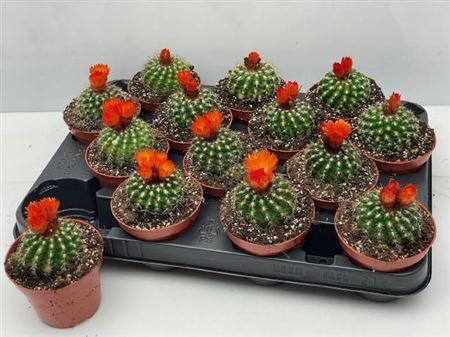 <h4>Cactus Bloeiend</h4>