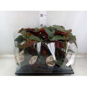 Begonia BD   ...