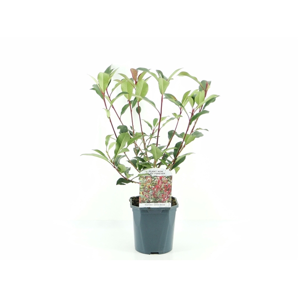 <h4>Photinia fras. Carre Rouge</h4>