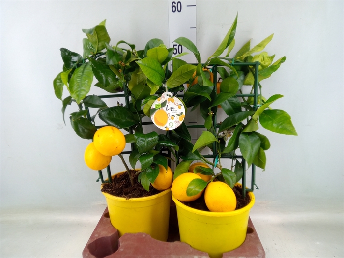 <h4>Citrus meyeri 'Meyer'</h4>