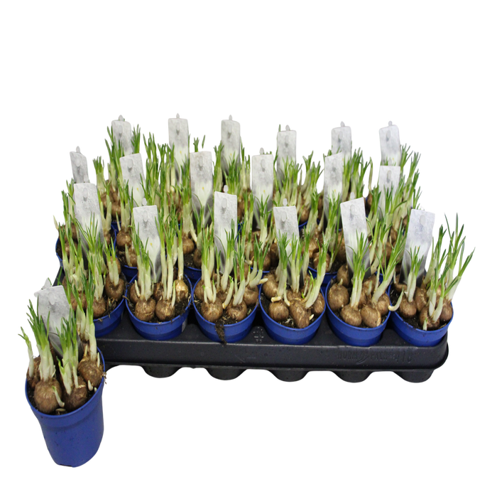 <h4>Bol op pot Crocus Jeanne D Arc (Wit)</h4>