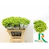 Hyp Mag Green Reviva