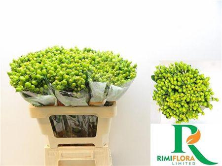 Hyp Mag Green Reviva