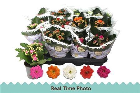 <h4>Kal Ge Gem 5 Kl</h4>