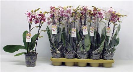<h4>Phal Special 2 Branches 18+80% Vertakt</h4>