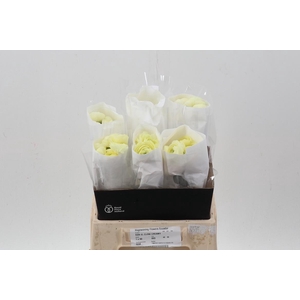 Ran Cloni Creamy 40cm Ecu
