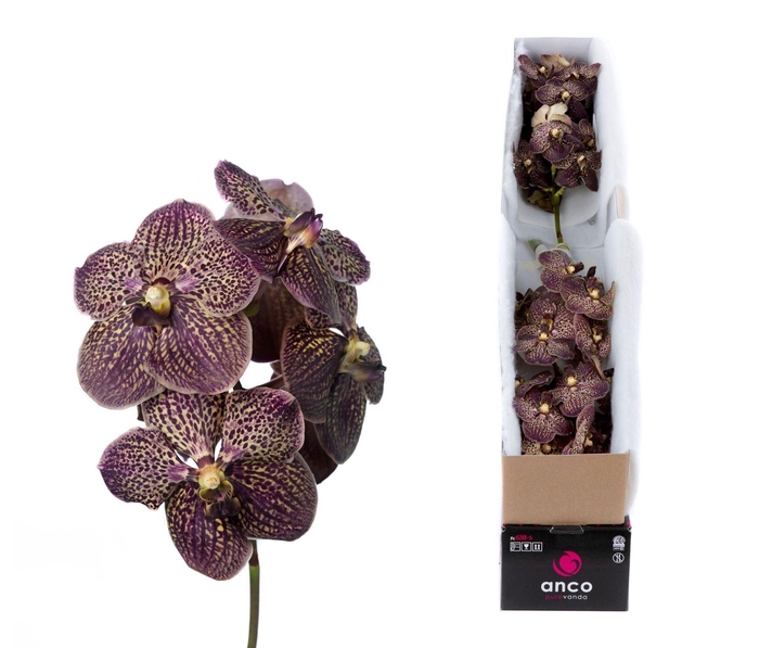 <h4>Vanda  'Sunanda Chocolate Brown'</h4>