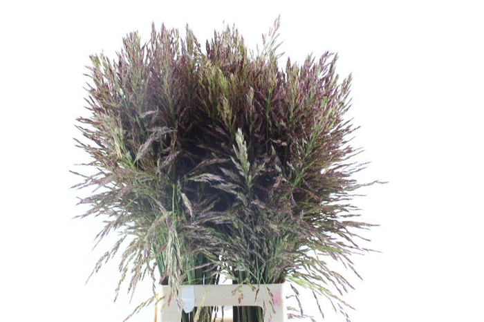 <h4>Panic Umbrella</h4>