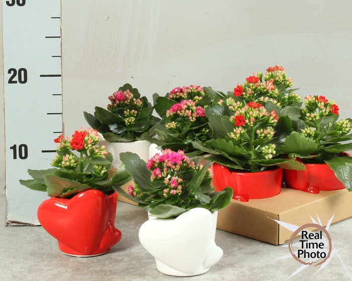 <h4>ARR KAMERPL</h4>