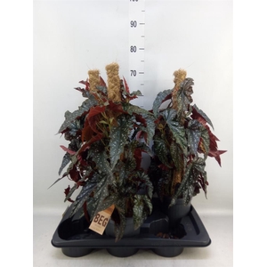 Begonia BD mac. 'Black Forest'