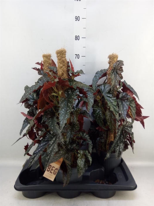 <h4>Begonia BD mac. 'Black Forest'</h4>