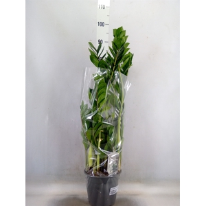 Zamioculcas zamiifolia