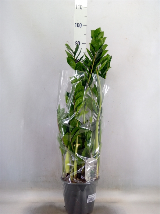 <h4>Zamioculcas zamiifolia</h4>