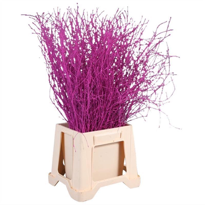 <h4>Berk Geverfd</h4>