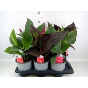 CANNA  'CANNOVA' MIX