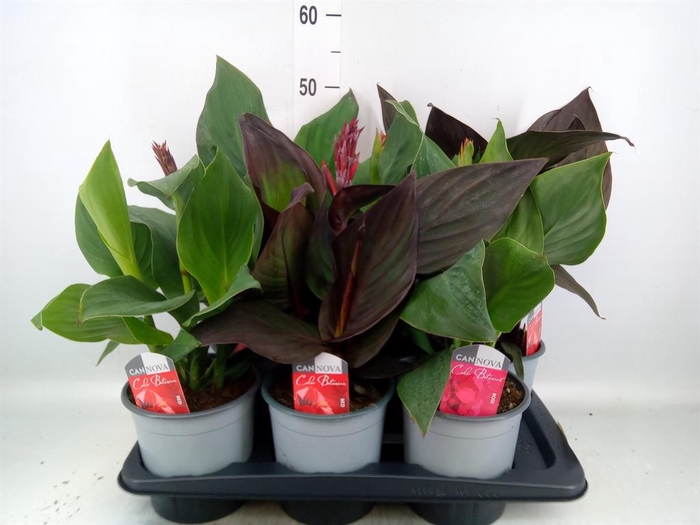 <h4>CANNA  'CANNOVA' MIX</h4>