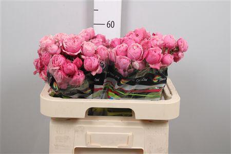 <h4>R Tr Silva Pink+</h4>