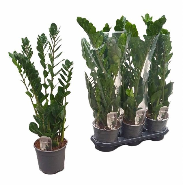 <h4>ZAMIO ZAMIIFOLIA</h4>