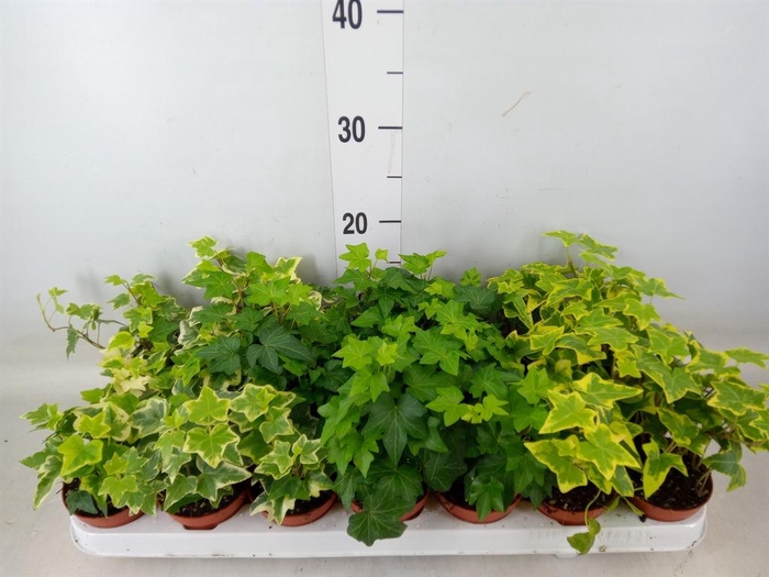 <h4>Hedera   ...mix</h4>