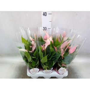 Anthurium andr. 'Lilli'