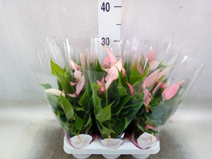<h4>Anthurium andr. 'Lilli'</h4>