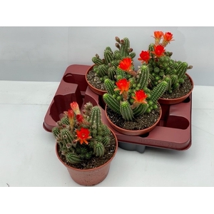 CACTUS BLOEIEND
