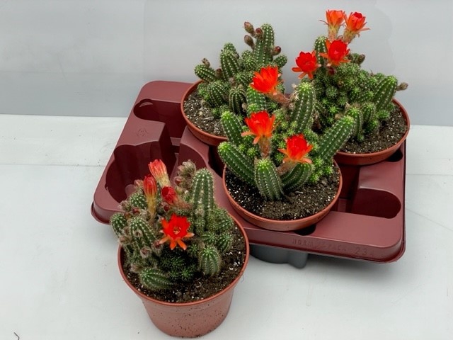 <h4>CACTUS BLOEIEND</h4>