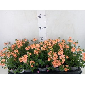 Diascia  'Piccadilly Salmon'