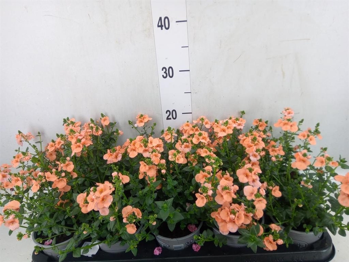 <h4>Diascia  'Piccadilly Salmon'</h4>