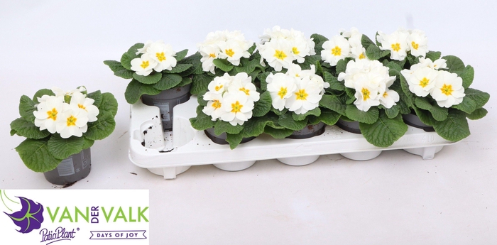 <h4>PRIM AC CAIRO WHITE</h4>