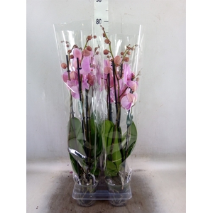 Phalaenopsis  'Elion'