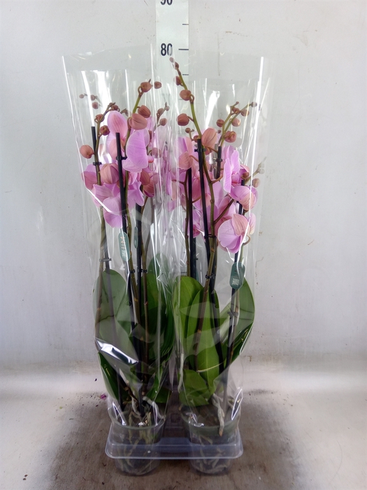 <h4>Phalaenopsis  'Elion'</h4>