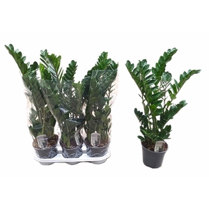 ZAMIO ZAMIIFOLIA